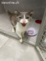 Katzenmama sucht ein zu Hause