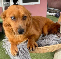 Katzenverträgliche , kleine Zoe