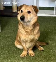 Katzenverträglicher kleiner Otto sucht sein Glück