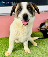 Katzenverträglicher Sonnenschein Mailo