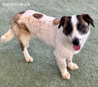 Katzenverträglicher Sonnenschein Mailo