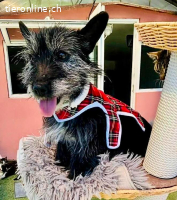 Katzenverträgliches Minimäuschen Finja