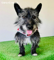 Katzenverträgliches Minimäuschen Finja