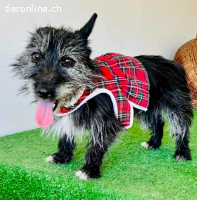 Katzenverträgliches Minimäuschen Finja