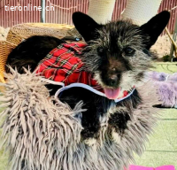 Katzenverträgliches Minimäuschen Finja