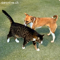 Katzenverträgliches, zierliches Mäuschen Momo
