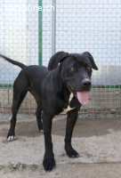 Kay sucht ein Zuhause: Energiegeladen und voller Liebe