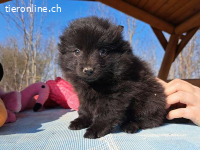 KELLY, liebes Mixmädel, ca. 2 Mo., 20cm, 1,3kg