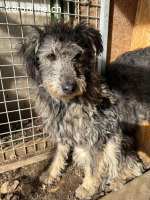 Kelly, Mischling, Hündin, geb. am 18.12.2023, 50 cm