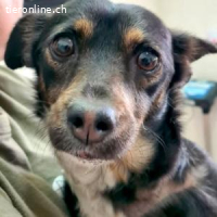 Kenia -zuckersüße kleine Hündin