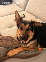 Kenny, ein treuer und lernfähiger Freund