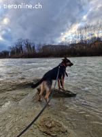 Kenny, ein treuer und lernfähiger Freund