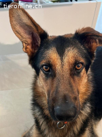 Kenny, ein treuer und lernfähiger Freund