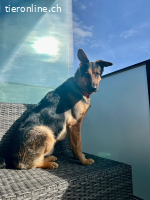 Kenny, ein treuer und lernfähiger Freund