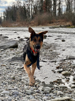 Kenny, ein treuer und lernfähiger Freund