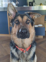 Kenny, ein treuer und lernfähiger Freund