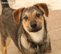 Keno – kleiner Lausbub sucht sein Zuhause ?