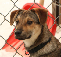 Keno – kleiner Lausbub sucht sein Zuhause