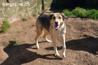 Keno sucht ein Zuhause!