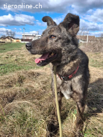 Kenzo der liebe Schmuser