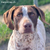 Kiara -eine sehr freundliche Hündin