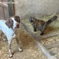 Kiara -eine sehr freundliche Hündin