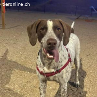 Kiara -eine sehr freundliche Hündin