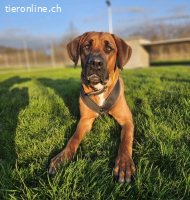 Kiara - sucht Hundeprofis