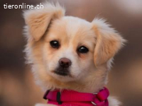 Kiba -hat Konfetti im Kopf