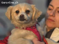 Kiba -hat Konfetti im Kopf