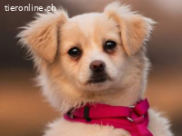 Kiba -hat Konfetti im Kopf