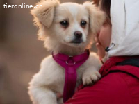 Kiba -hat Konfetti im Kopf