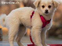 Kiba -hat Konfetti im Kopf