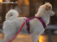 Kiba -hat Konfetti im Kopf