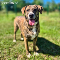 Kicsi – eine freundliche und liebe Hündin