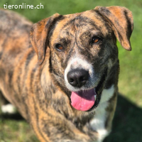 Kicsi – eine freundliche und liebe Hündin