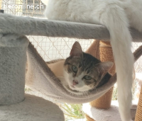 Kuki - ruhige Schmusekatze wünscht sich ihr Glück