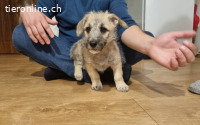Kiko - kleiner Kämpfer mit großem Herzen