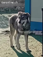 Kim, ein richtiger Herzensbrecher, sucht eine Bleibe