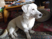 KIMBERLY, liebe Mixhündin, ca.2J.,32cm,* PS 82178 Puchheim*