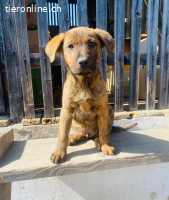 King & Kong suchen ihr Für-immer-Zuhause