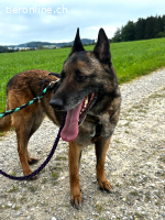 King – Treuer Begleiter sucht endlich sein Zuhause fürs Lebe