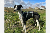 KIRA - freundliche und sanfte Hundedame
