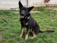 Kira – Tierheim Tamási