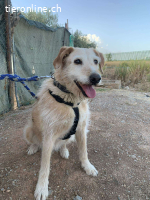 Kira, w./kastr., geb. 06/2014, Größe: 60 cm