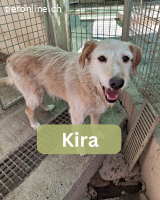 Kira, w./kastr., geb. 06/2014, Größe: 60 cm