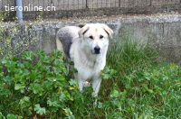 Kirk unser griechischer Schäferhundmix-sanfter riese