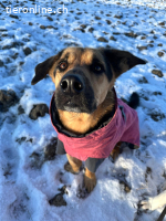 Kiro sucht sein Herzens-Zuhause – lieber Schäferhund-Mix