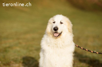 Kiss - liebevolle Fellnase auf der Suche nach ihrem Glück