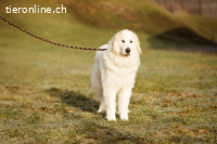 Kiss - liebevolle Fellnase auf der Suche nach ihrem Glück